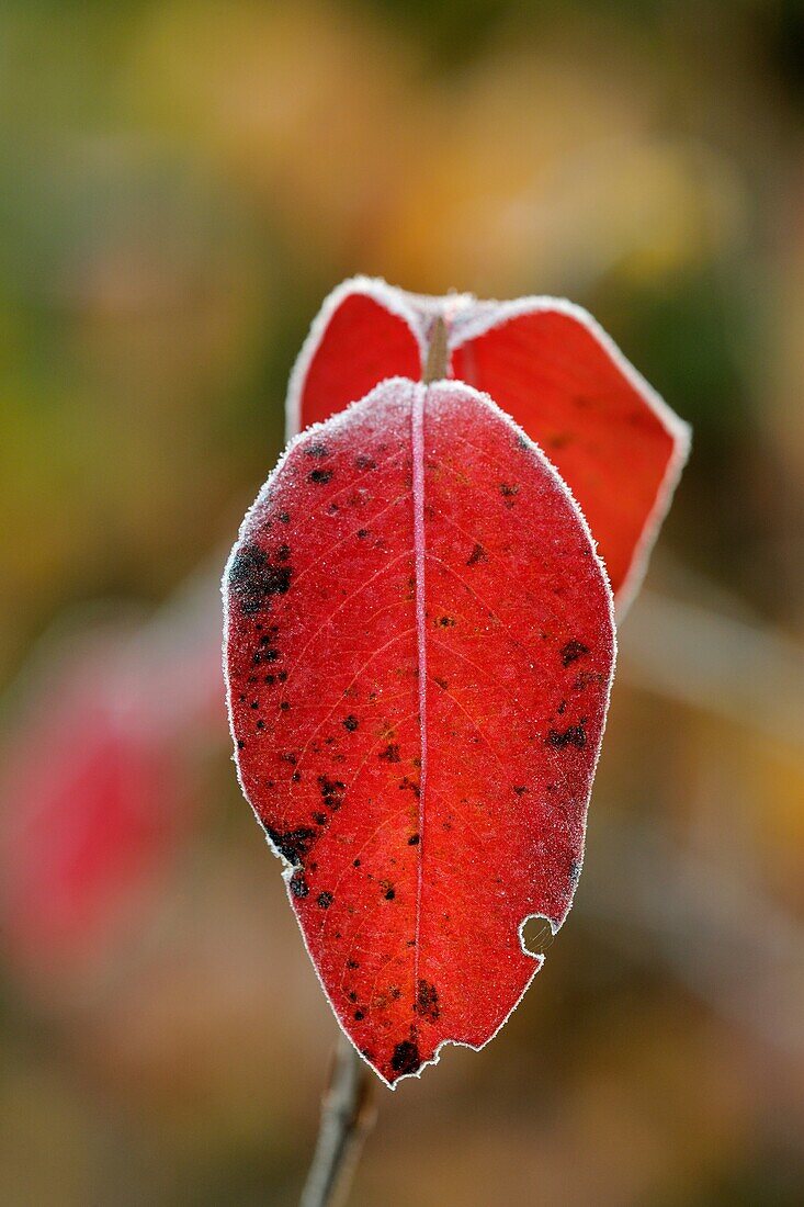Northern wild raisin Viburnum cassinoides Frosted autumn leaves Greater Sudbury Ontario