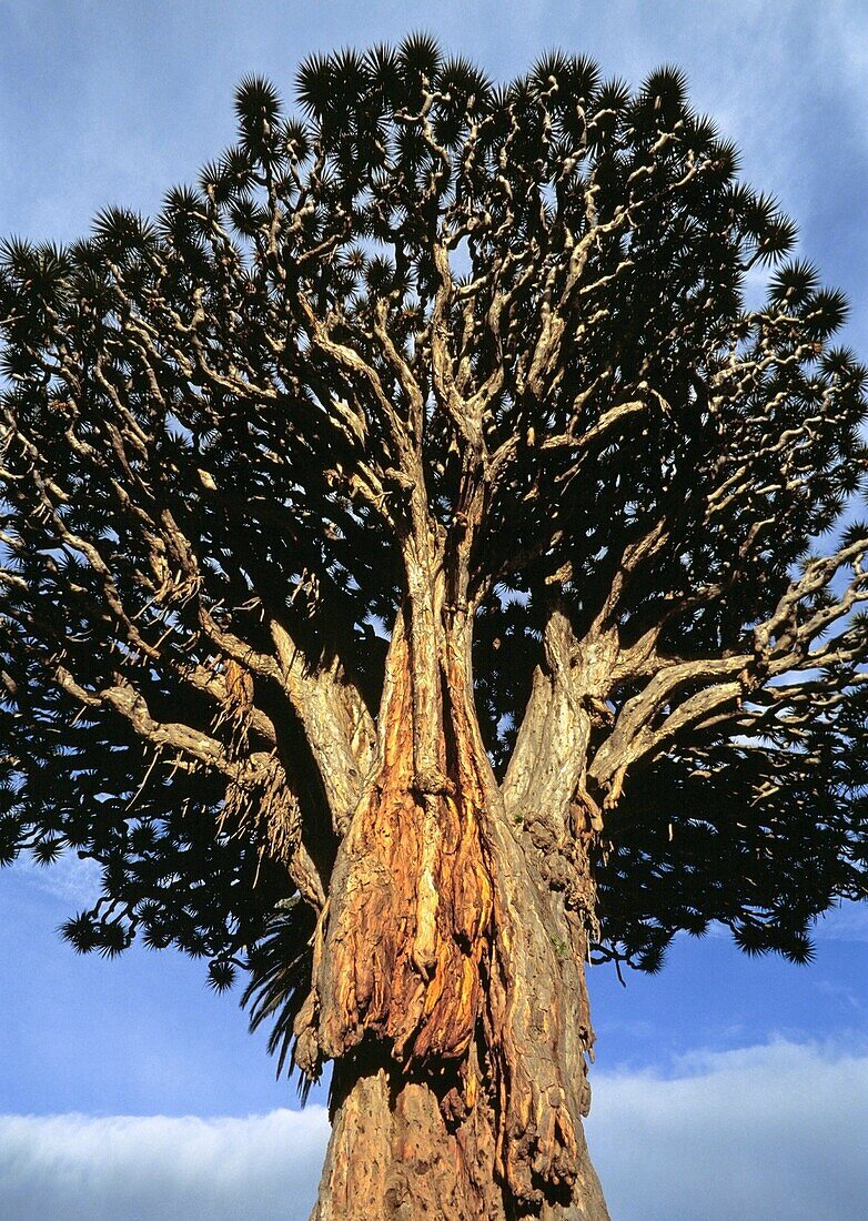 Dracaena draco, the Canary Islands Dragon Tree or Drago is a subtropical Dragon Tree native to the Canary Islands, Cape Verde, Madeira, and locally in western Morocco, and introduced to the Azores  This tree is the natural symbol of the island of Tenerife