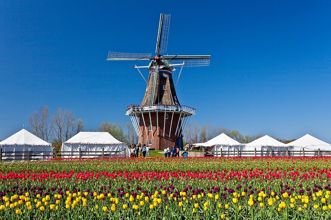 A windmill with spring tulip flowers on Windmill Island in Holland, Michigan, USA