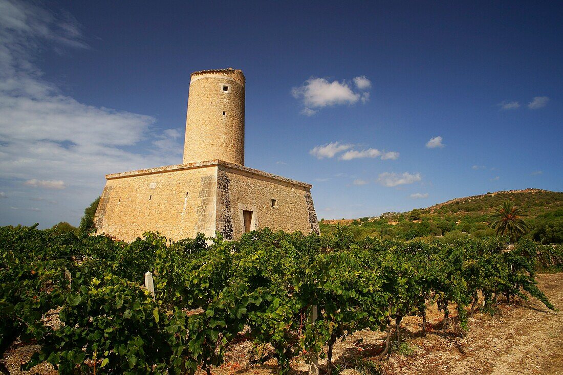 Ökologische Bio-Weinberge der Weinkellerei Jaume Mesquida Porreres Es Pla Mallorca Illes Balears Spanien