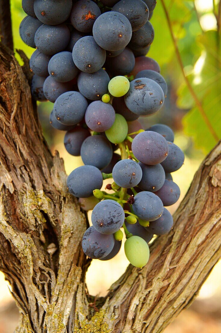 Ökologische Bioweinberge der Weinkellerei Jaume Mesquida Porreres Es Pla Mallorca Illes Balears Spanien