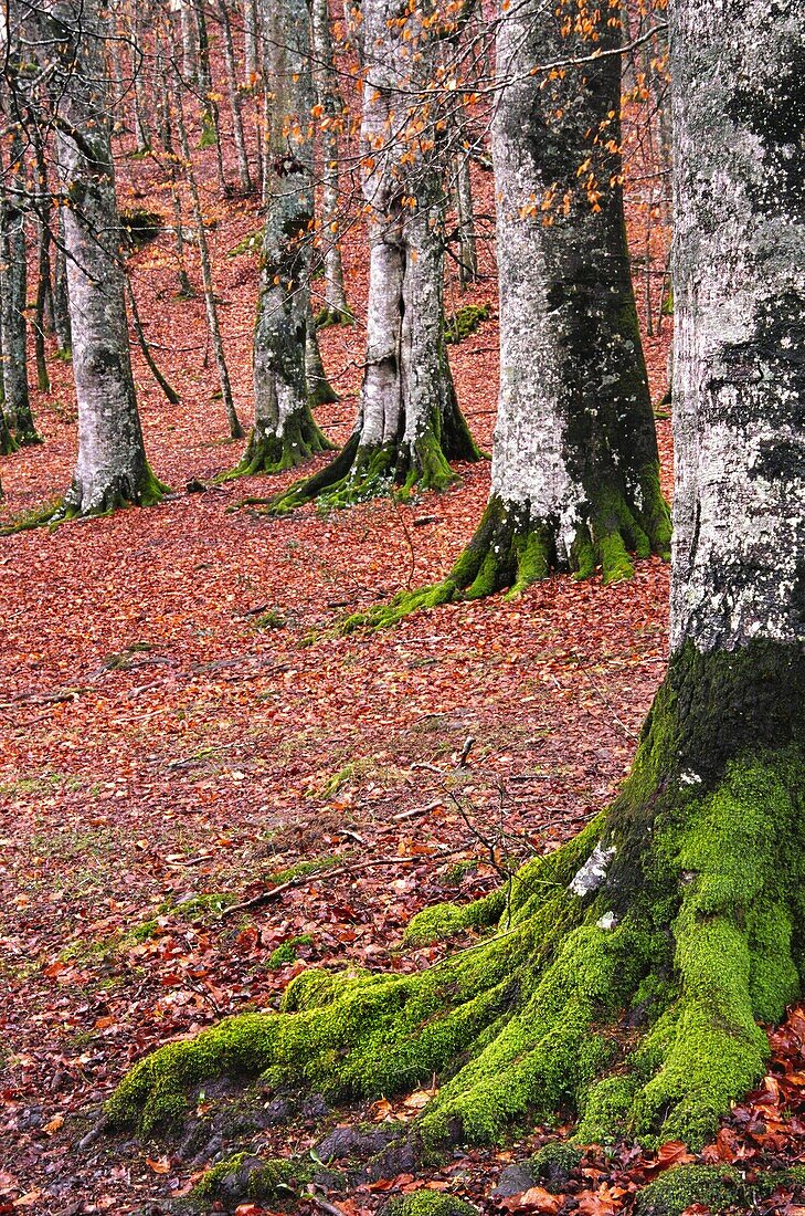 Path GR 11, Urkiaga hill, Erro Valley, Navarra Pyrenees Atlantiques Spain