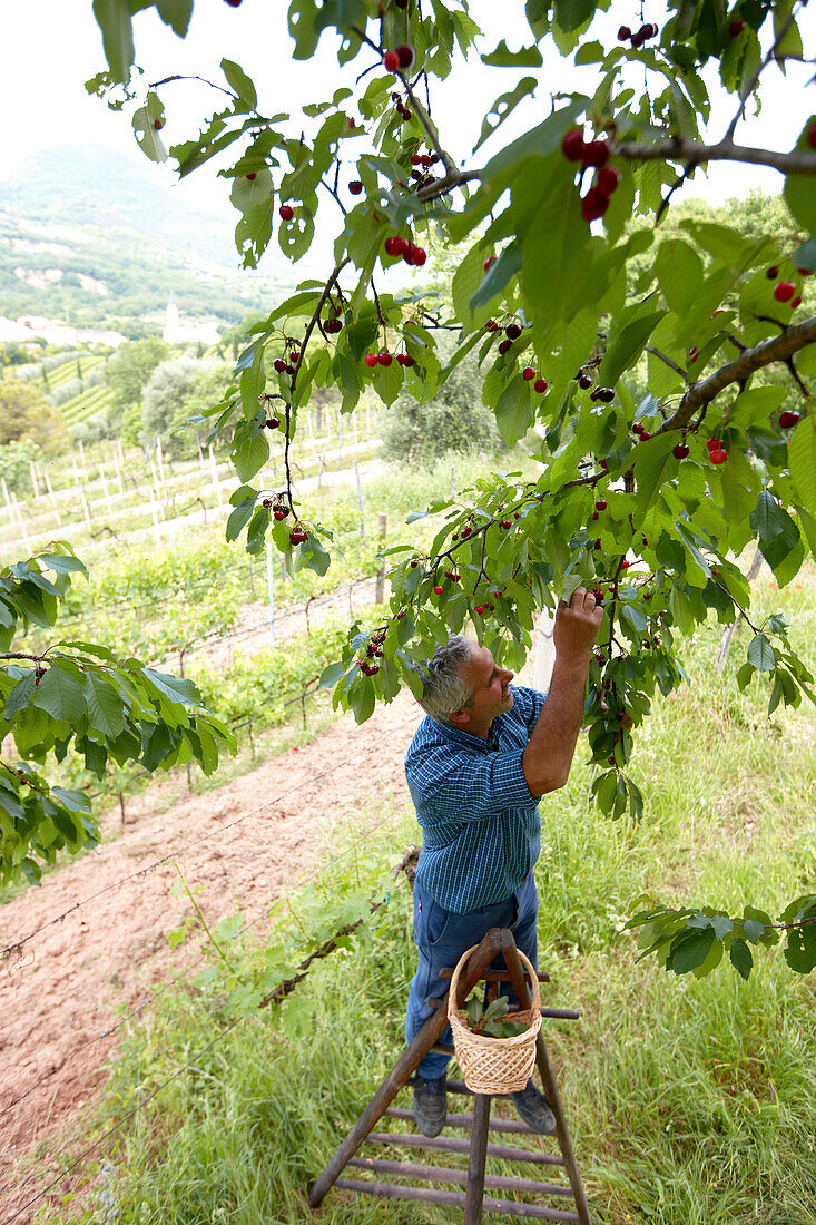 Kirschernte, Weingut und Agriturismo Ca' Orologio, Venetien, Italien