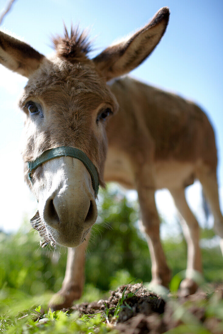 Curius donkey Ugo, Agriturismo and vineyard Ca' Orologio, Venetia, Italy