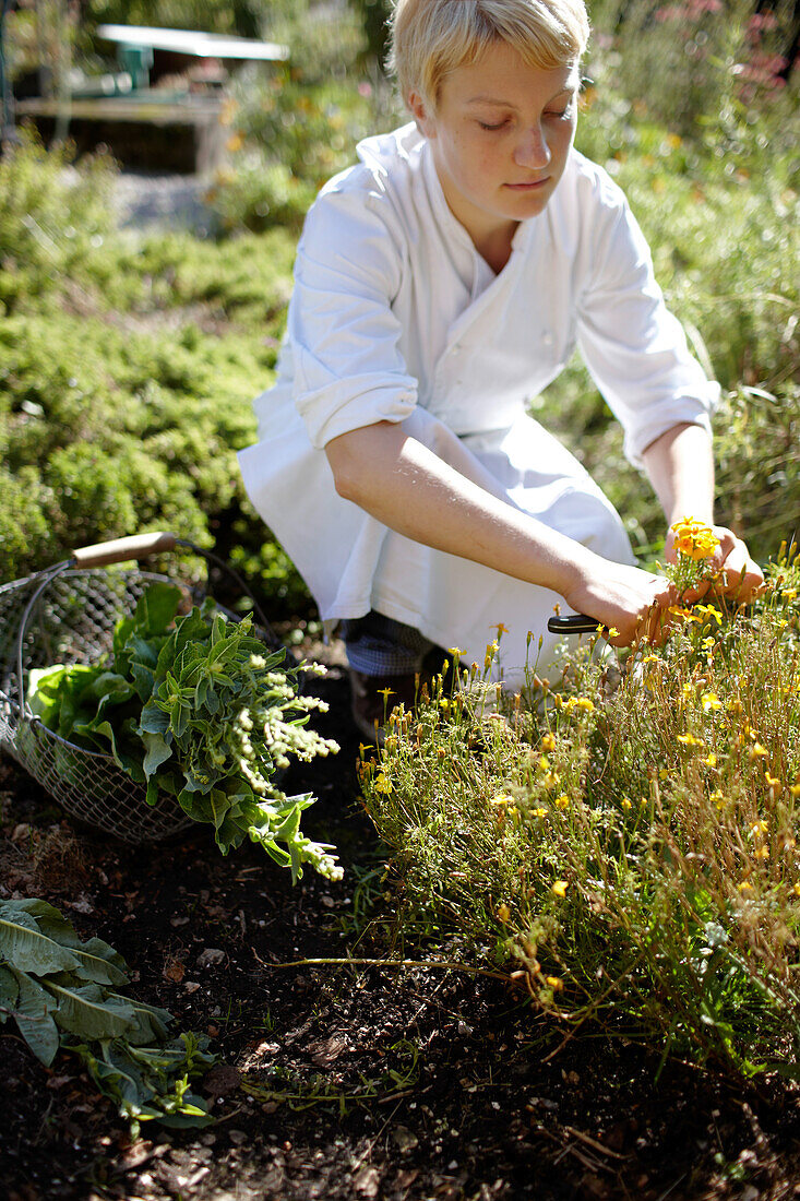 Chef in the herb garden of Ecohotel Grafenast, Am Hochpillberg, Schwaz, Tyrol, Austria