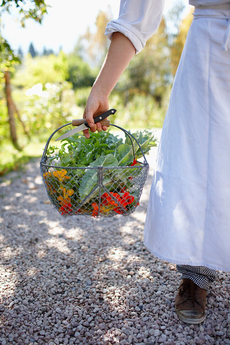 Chef holding a basket full of wild herbs and flowers, Am Hochpillenberg, Schwaz, Tyrol, Austria