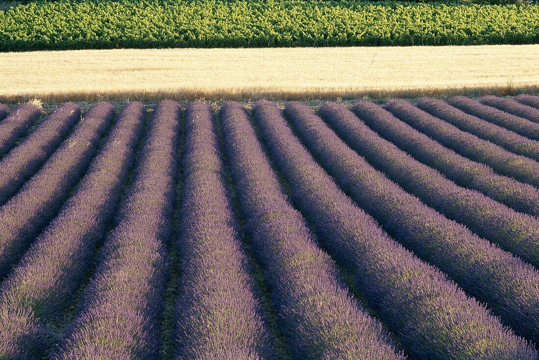 France, Grapevines, Lavender Fields, Provence, Saig. Fields, France, Europe, Grapevines, Holiday, Landmark, Lavender, Provence, Saignon, Tourism, Travel, Vacation, Wheatfields