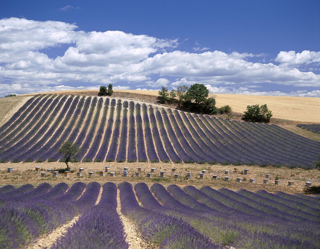 Beehives, France, Lavender Fields, Provence, Valens. Beehives, Fields, France, Europe, Holiday, Landmark, Lavender, Provence, Tourism, Travel, Vacation, Valensole