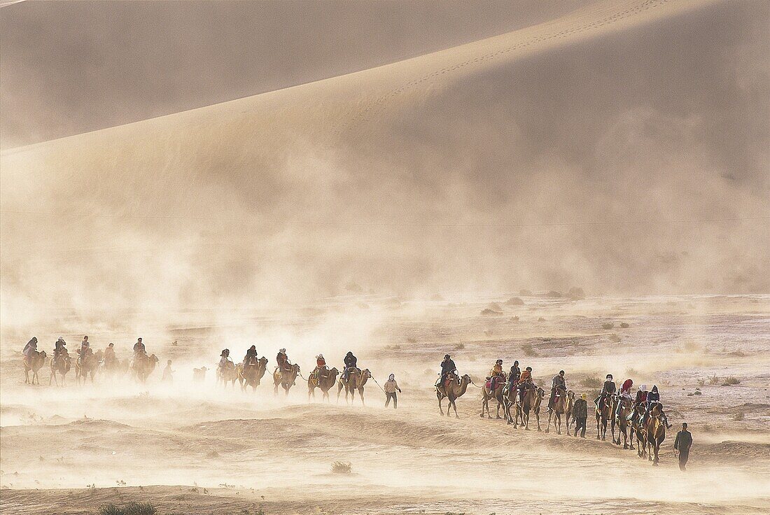 Camel, Camel Riding, Camel Train, Camels, China, As. Asia, Camel, Camels, China, Desert, Dune, Dunes, Dunhuang, Gansu, Holiday, Landmark, Mingshan, Mount, Province, Riding, Sand, Si