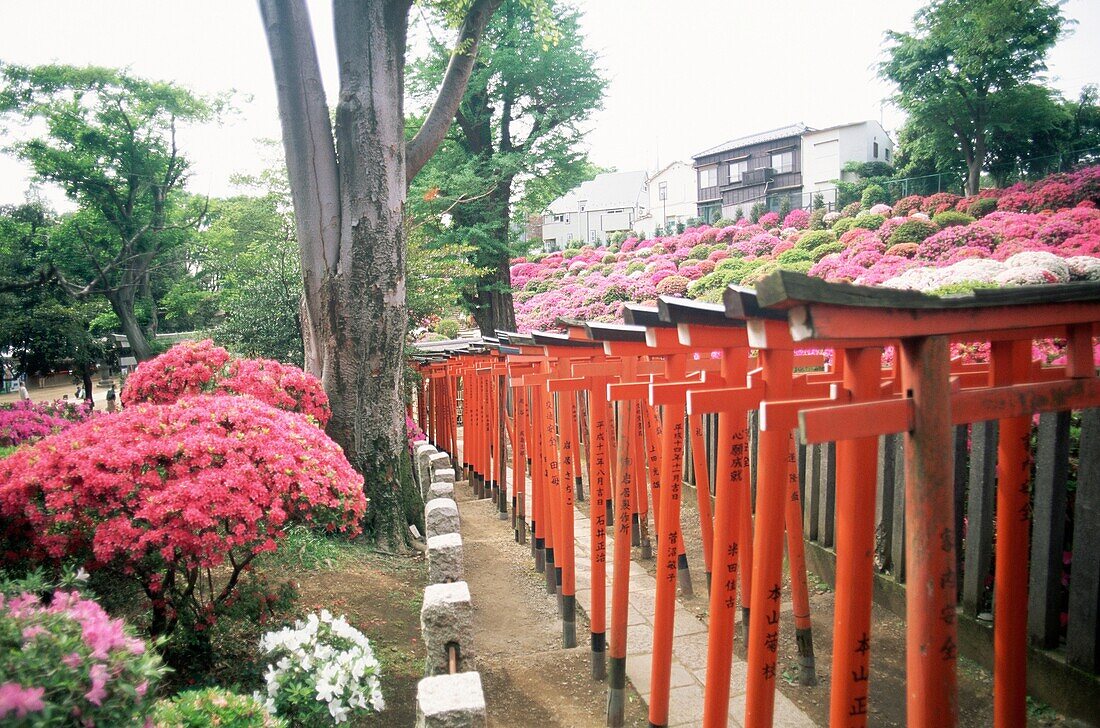 Asia, Azalea Garden, Azaleas, Flower Garden, Flower. Asia, Azalea, Azaleas, Bloom, Flower, Flowers, Garden, Holiday, Japan, Japanese garden, Landmark, Nezu, Rhododenron, Shrine, Tok