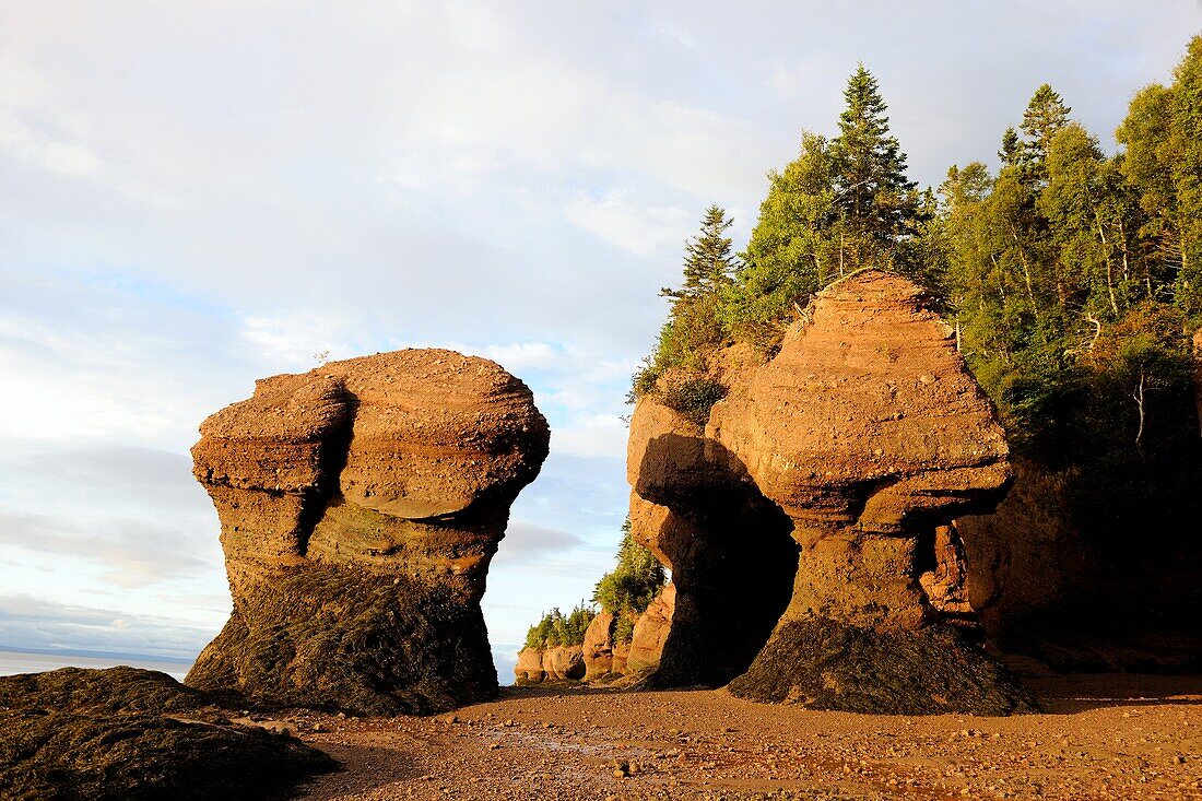 Flowerpot sea stacks with outgoing tide at Hopewell Rocks  The world´s highest tides  Bay of Fundy, New Brunswick, Canada