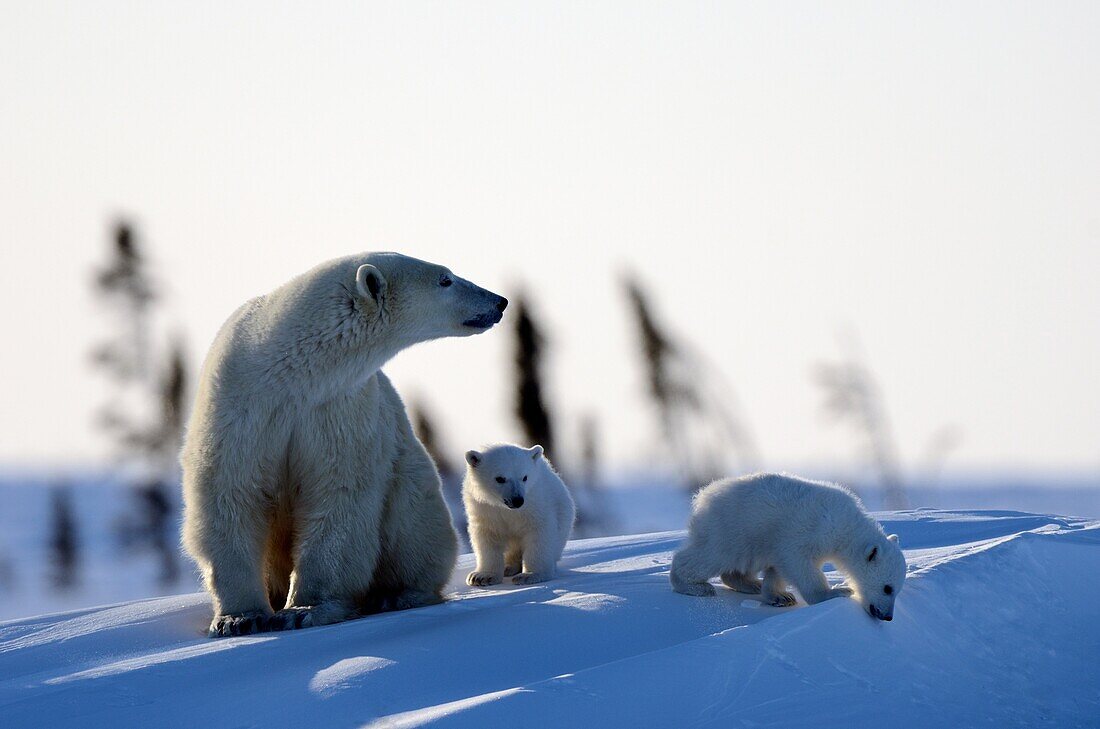 Polar bear mother Ursus maritimus with two 3 months old cubs, coming out of the den in March  Wapusk National Park, Churchill, Manitoba, Canada
