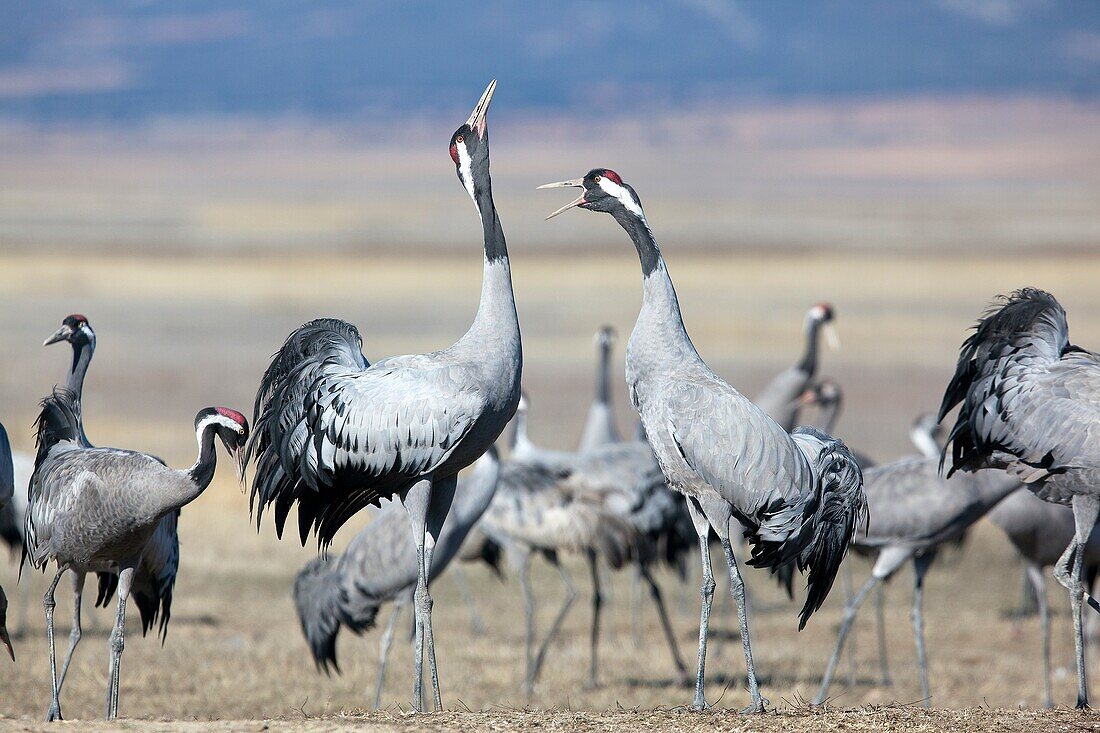 Spain, Aragon, Gallocanta lagoon, Crane  Grus grus, Order : Gruiformes, family : Gruidae