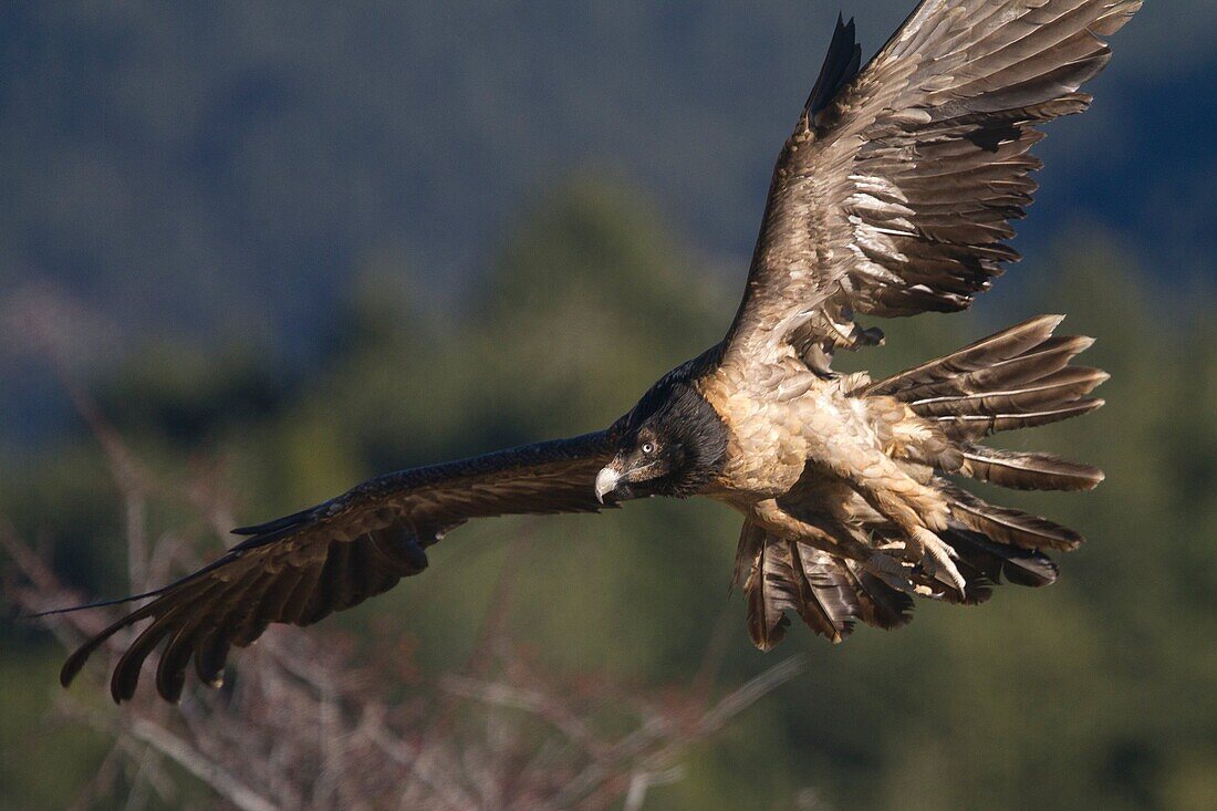Spain, province of Lleida, Lammergeier or Bearded Vulture  Gypaetus barbatus