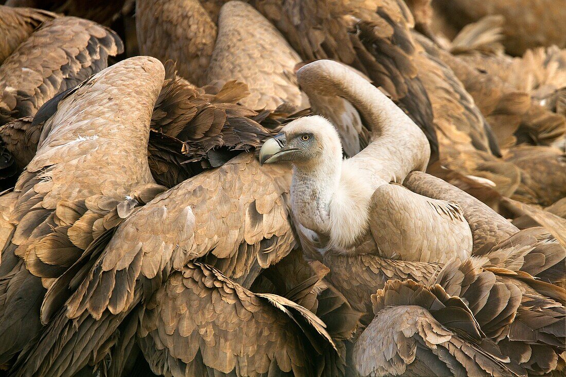Spain, province of Lleida, Eurasian Griffon Vulture  Gyps fulvus