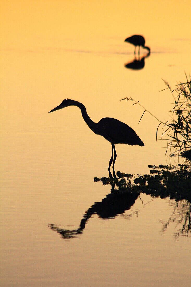 Silouette of wading birds on the Myakka River, Florida, USA at sunset