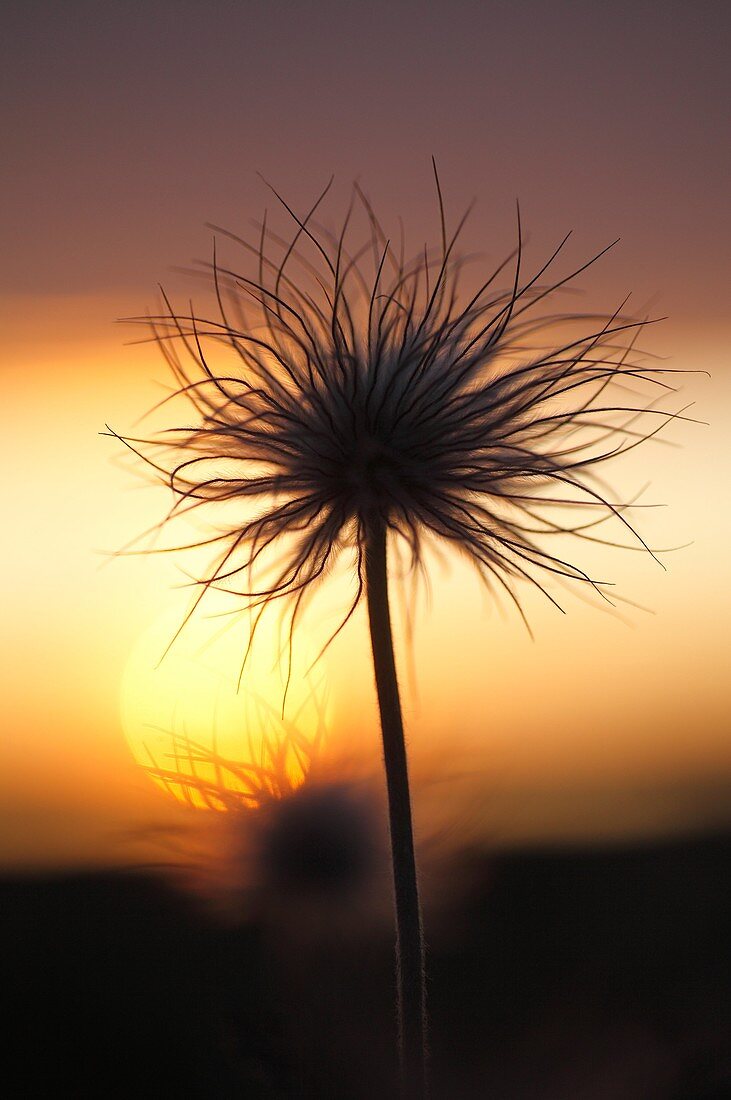 Pasque flower  Gotland Sweden.