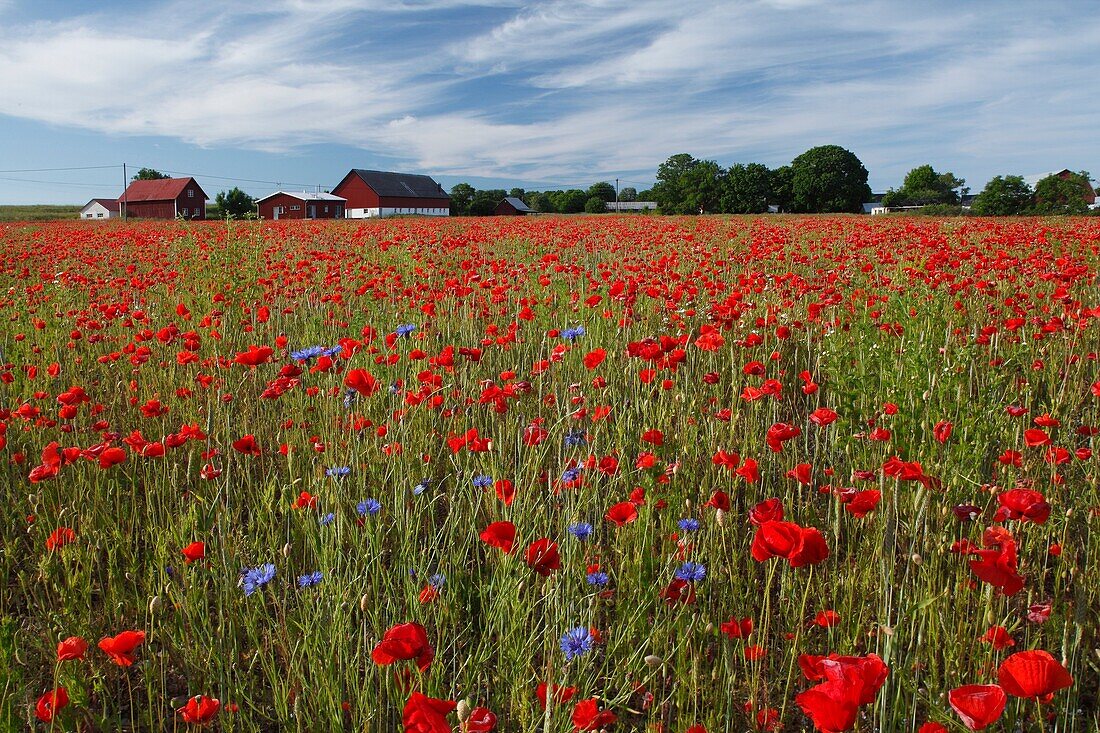 Flowery meadow Gotland Sweden.