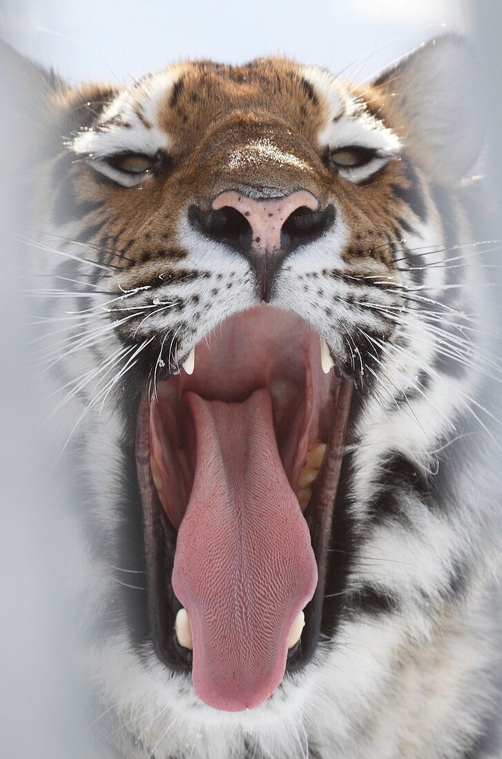 Siberian tiger / Amurtiger Panthera tigris altacia Dalarna Sweden