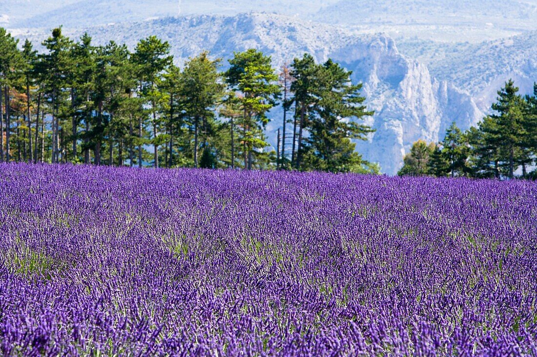 Lavender field with scenic landscape in Provence, France, Europe