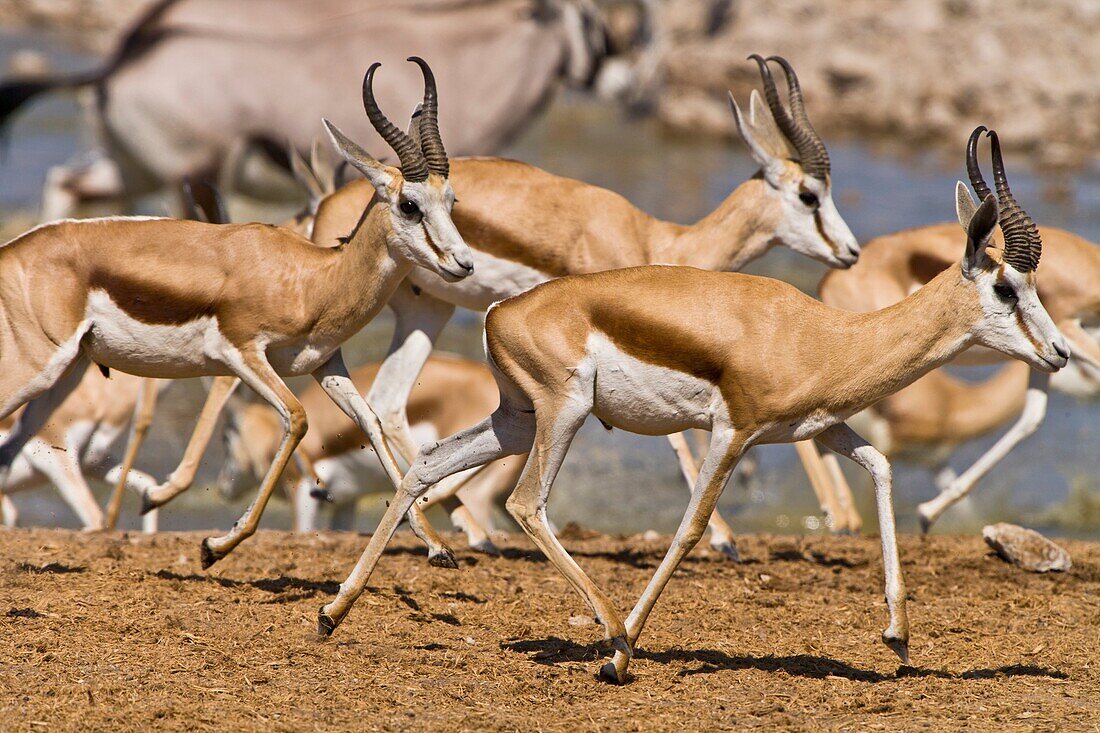 Several springboks (Antidorcas marsupialis) at a waterhole in the Etosha National Park, Namibia, Africa