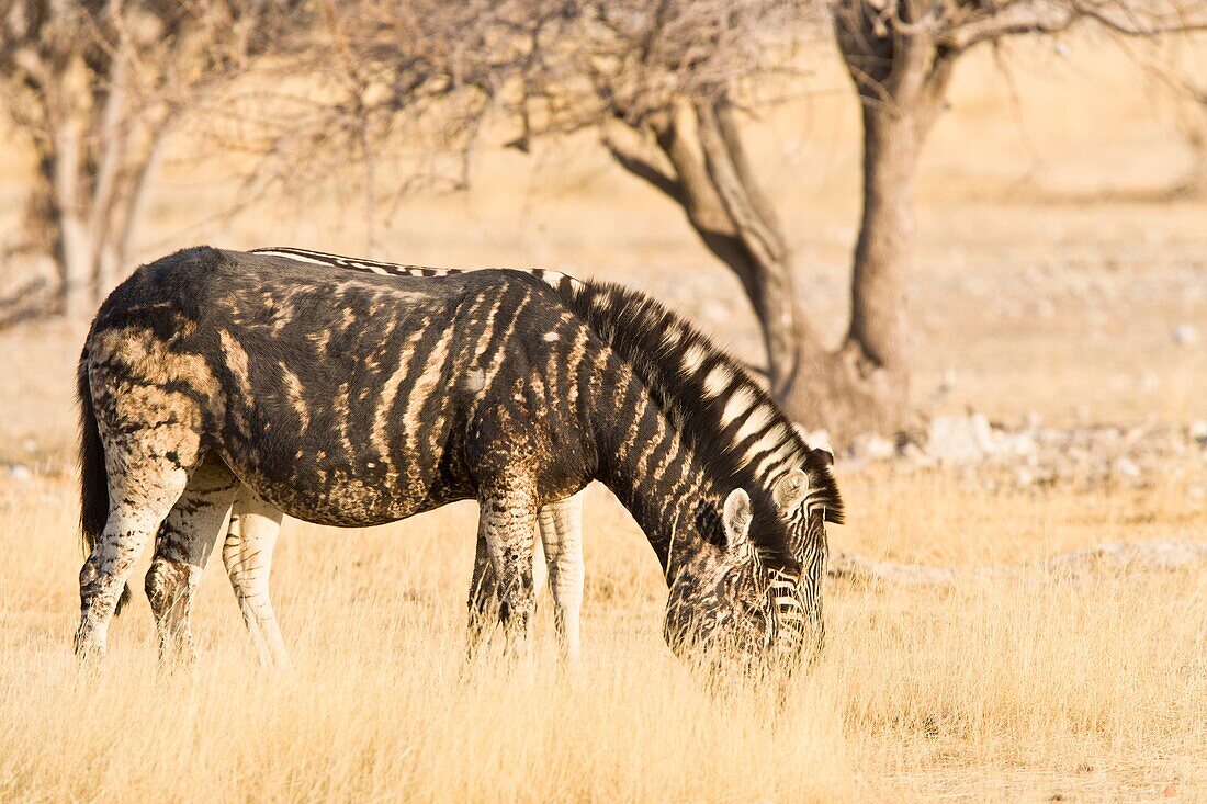 Burchell´s zebra in Etosha National Park
