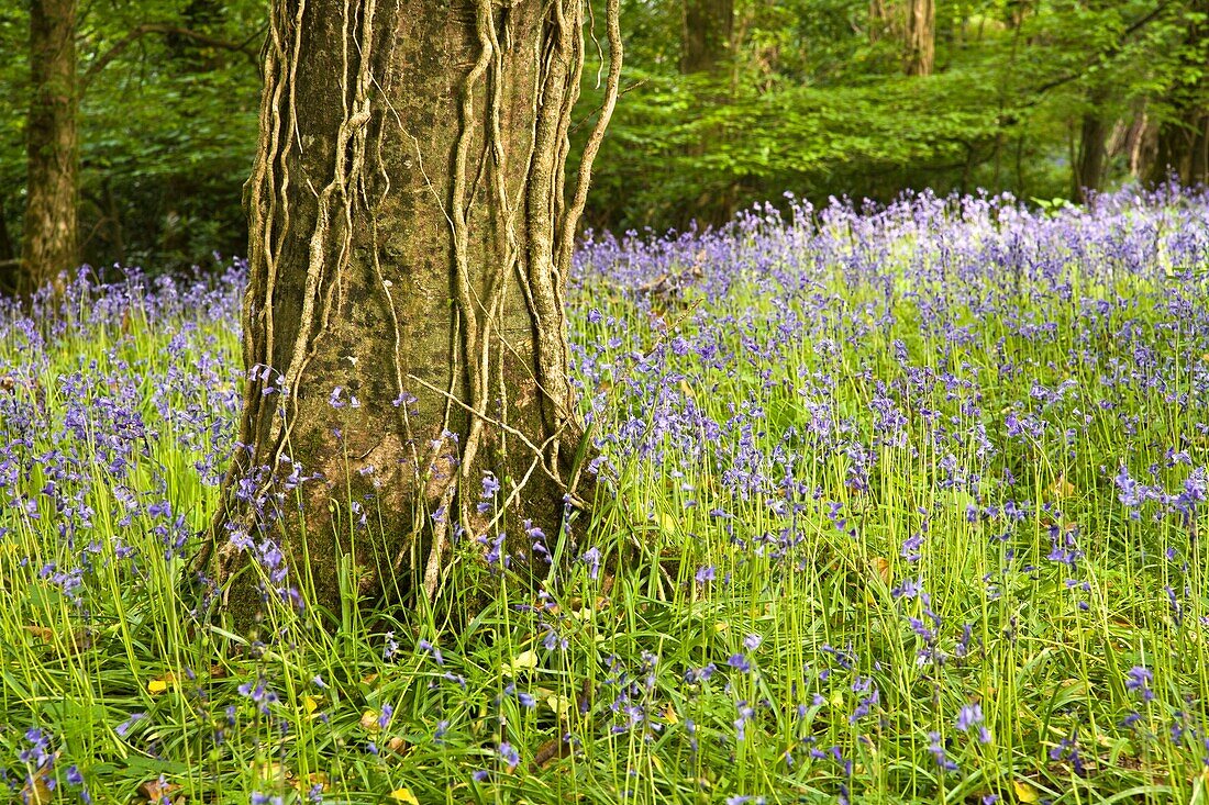 Bluebells in the forest of Muckross House, County Kerry, Ireland, Europe