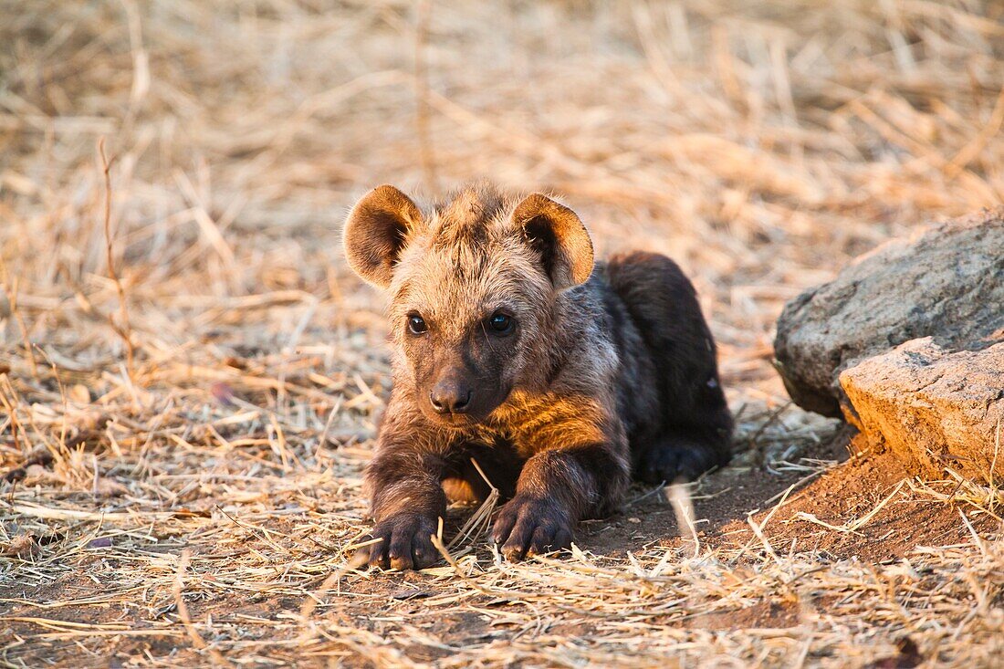 A spotted hyena cub (Crocuta crocuta) lying in front of its den, South Africa