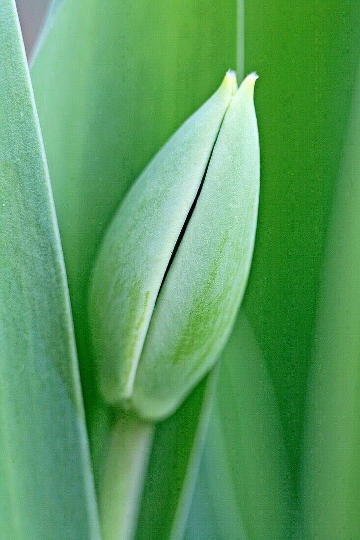 Tulip bud with slightly yellow tips nestles inside broad leaves  Bud is ripening to bloom