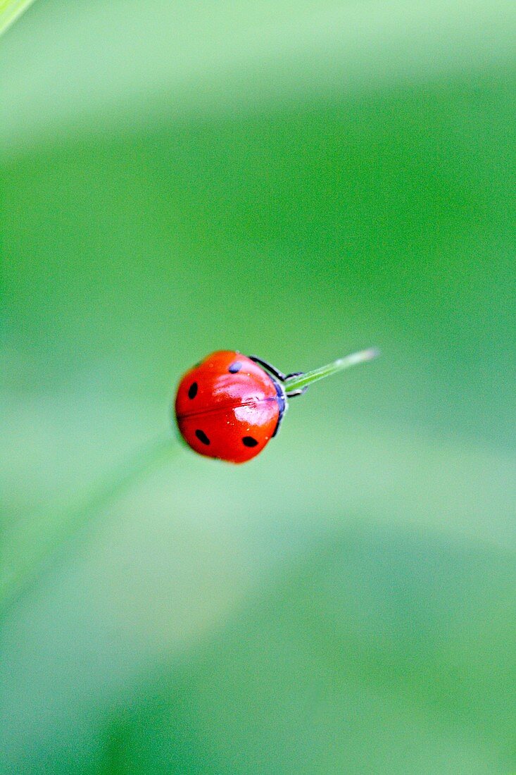 Seven-spotted ladybird Beetle, coccinella septempunctata hanging on an very thing blade of grass