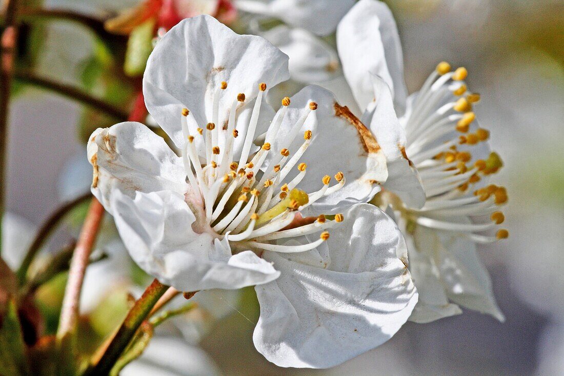 Two fresh wild cherry blossoms on a twig  Close-up  Macro  Open  Blossom with detailed stamens  White  Small cluster against blurred background