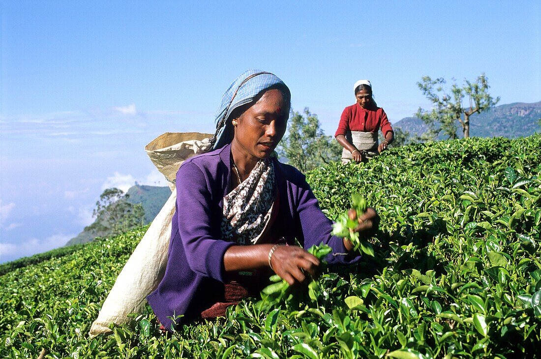 Dambatenne tea plantation was founded by Sir Thomas Lipton in 1890, Sri Lanka