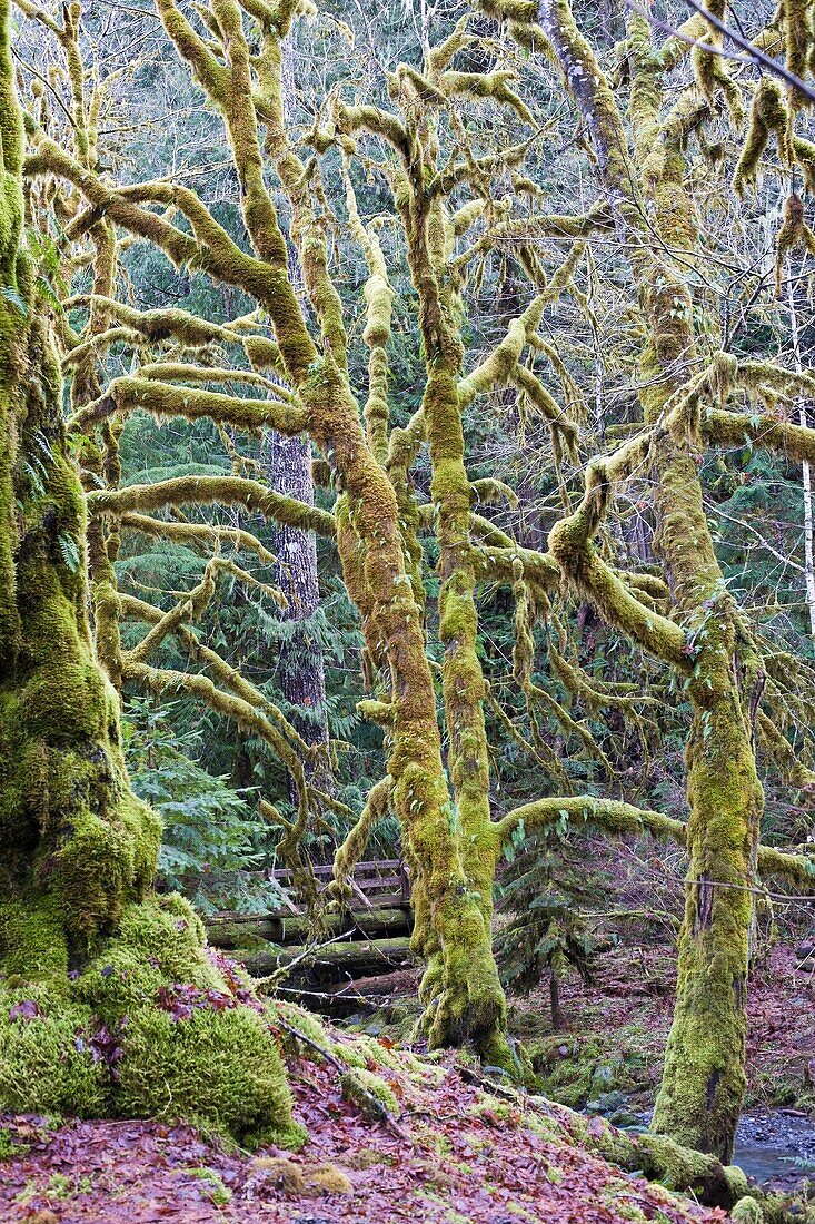 Moss covered trees and grounds in a temperate rainforest
