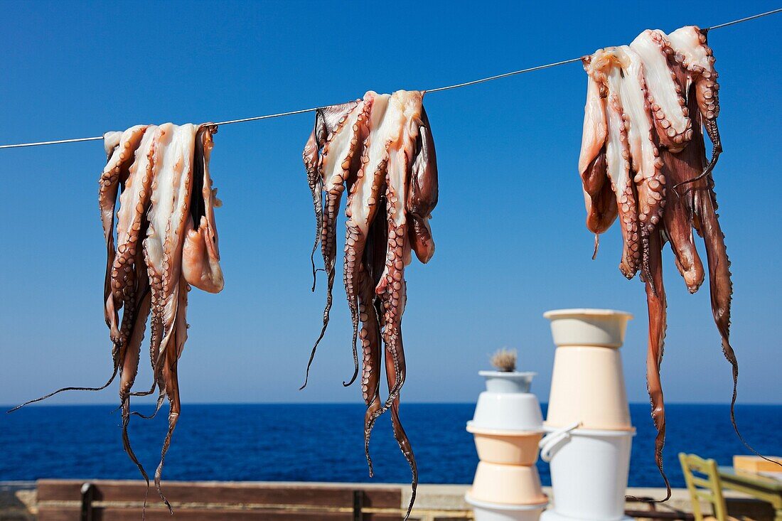 Drying octopuses  Crete, Greece