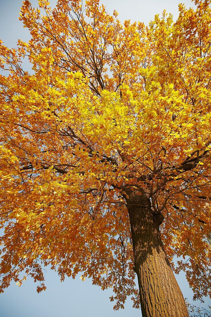 Oak tree in autumn colours