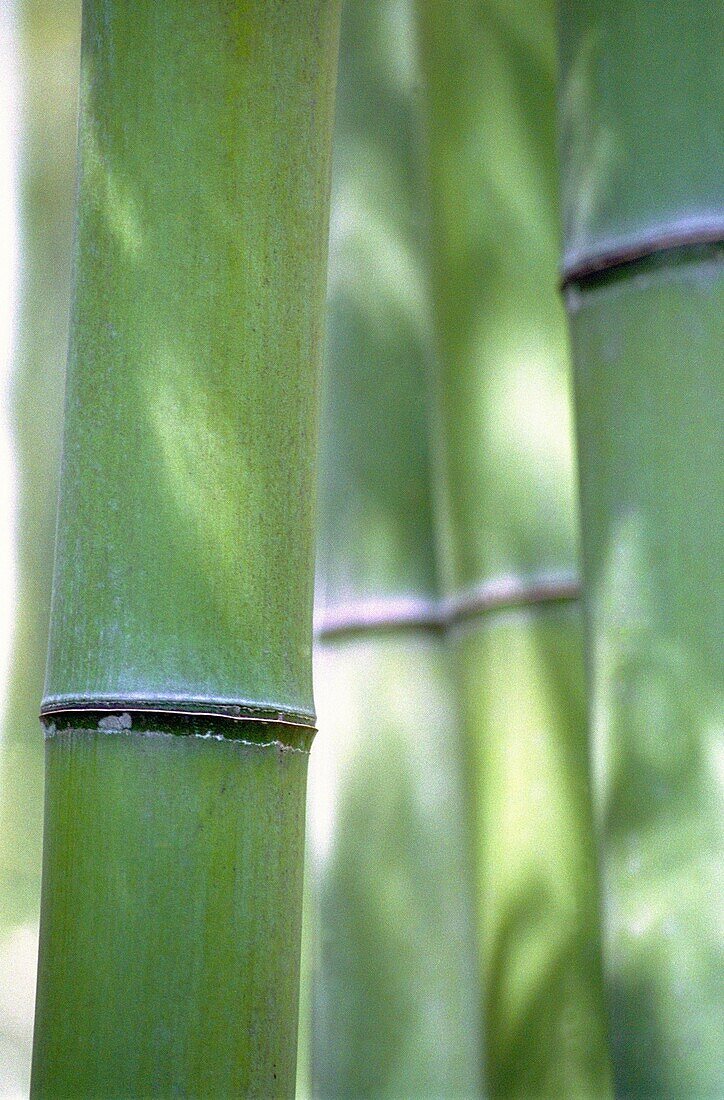 Bamboo Arashiyama Japan