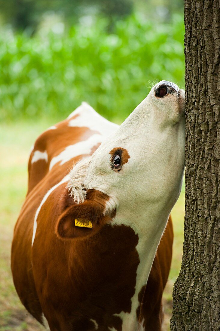 Cow, ´s-Hertogenbosch, Limburg, The Netherlands, Europe