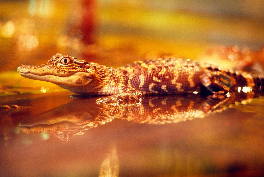 alligator, bayou, Louisiana, United States of America, Americas