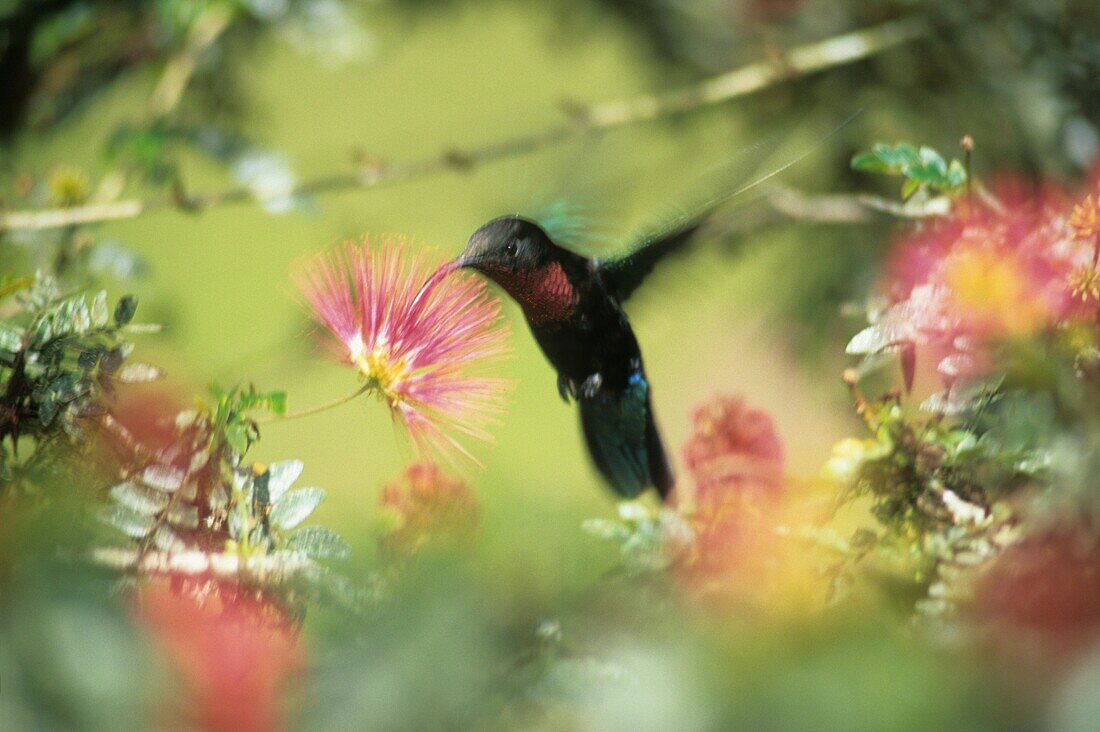 Kolibri, Jardin de Balata Insel Martinique Französisches Überseedepartement und Region Karibische Antillen Archipel