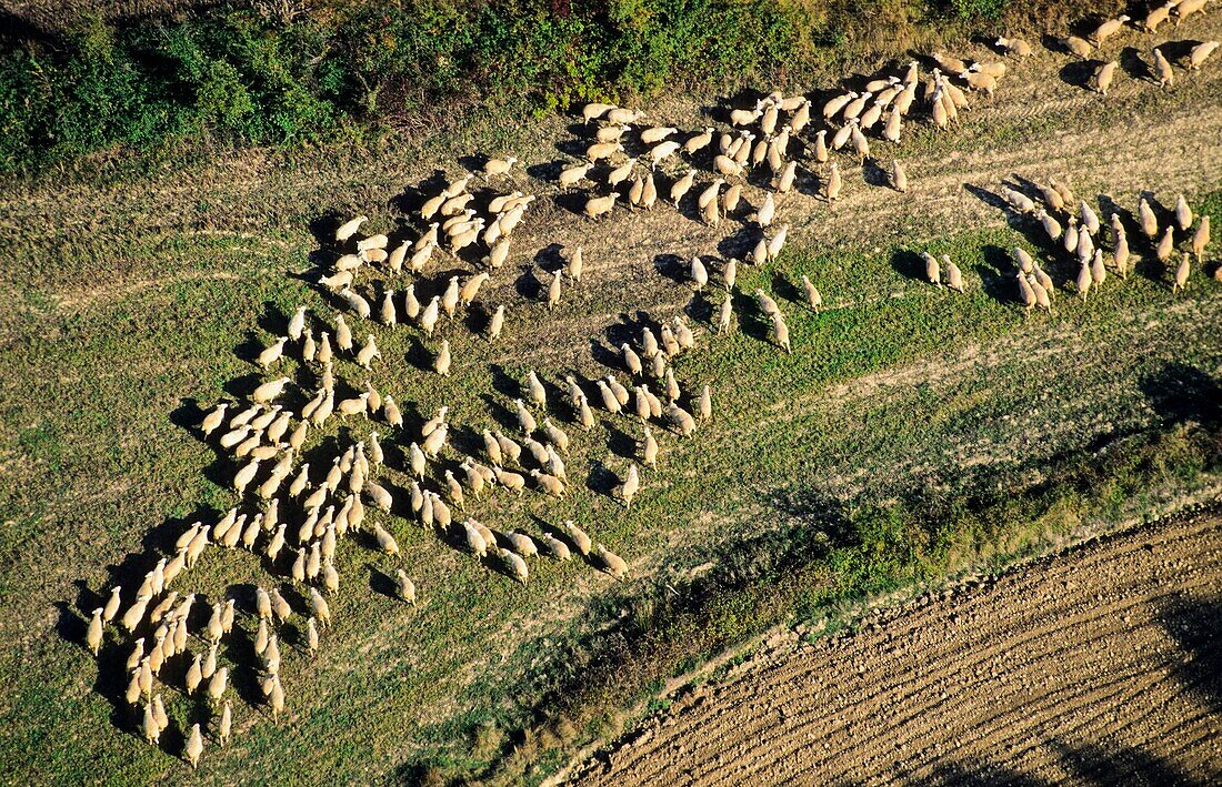 Flock of sheep, aerial view  Tobalina valley  Burgos  Castile-Leon  Spain