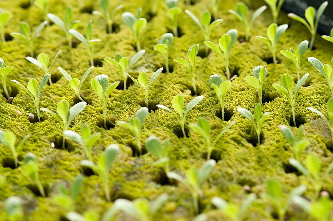 Greenhouse of Hydroponic Lettuce seedlings