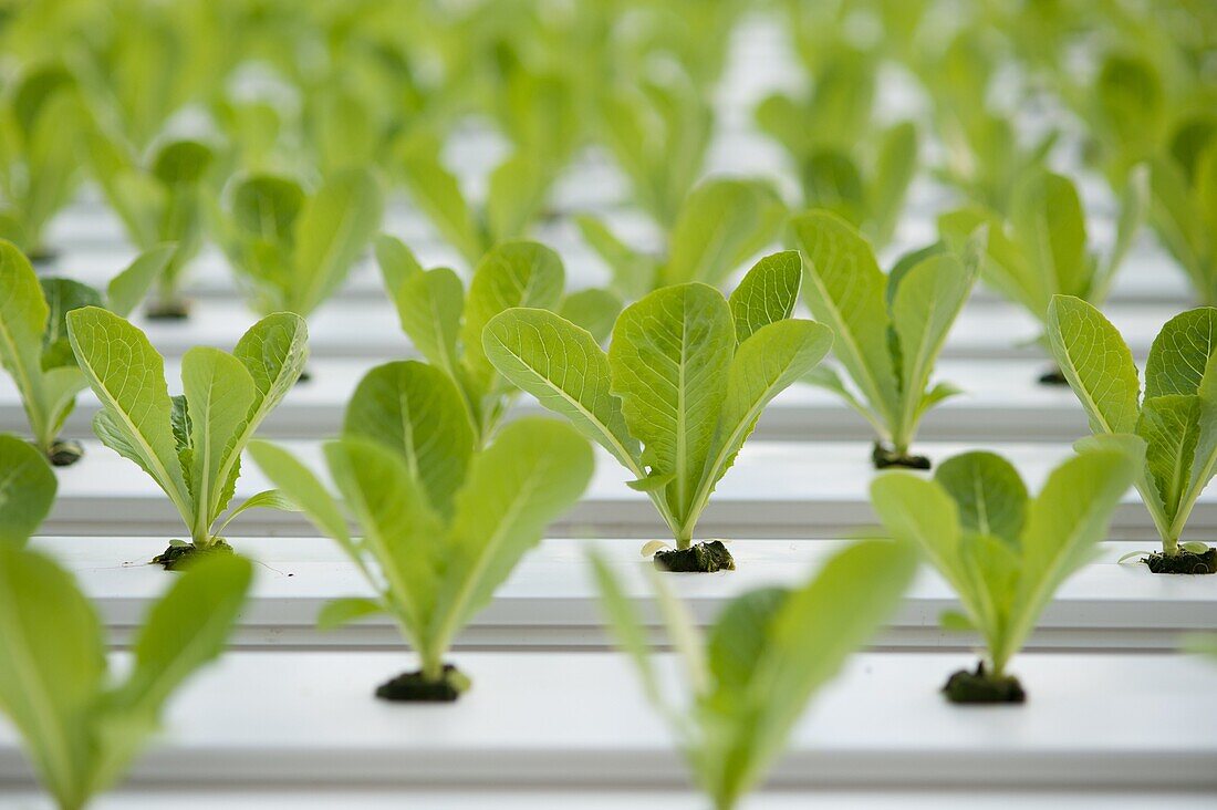 Greenhouse of Hydroponic Lettuce