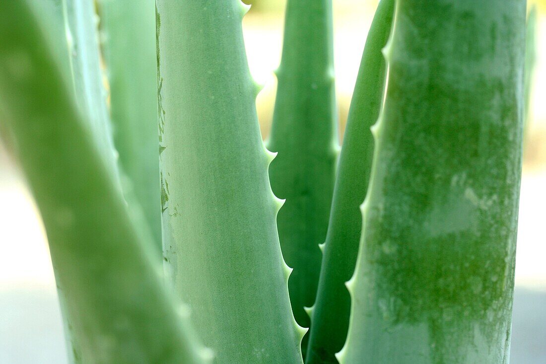 Burn plant Aloe vera