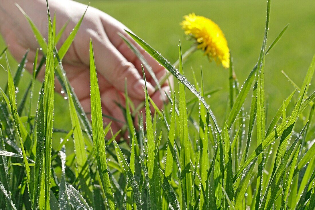 Dew in grass  Damndelion Taraxacum officinale