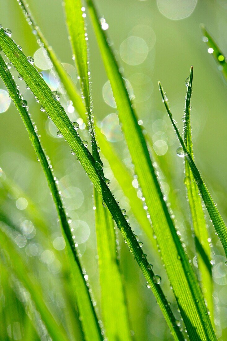 Dew in grass