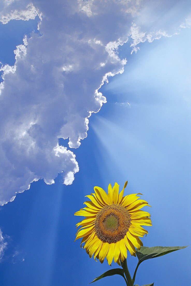 Sunflower and clouds