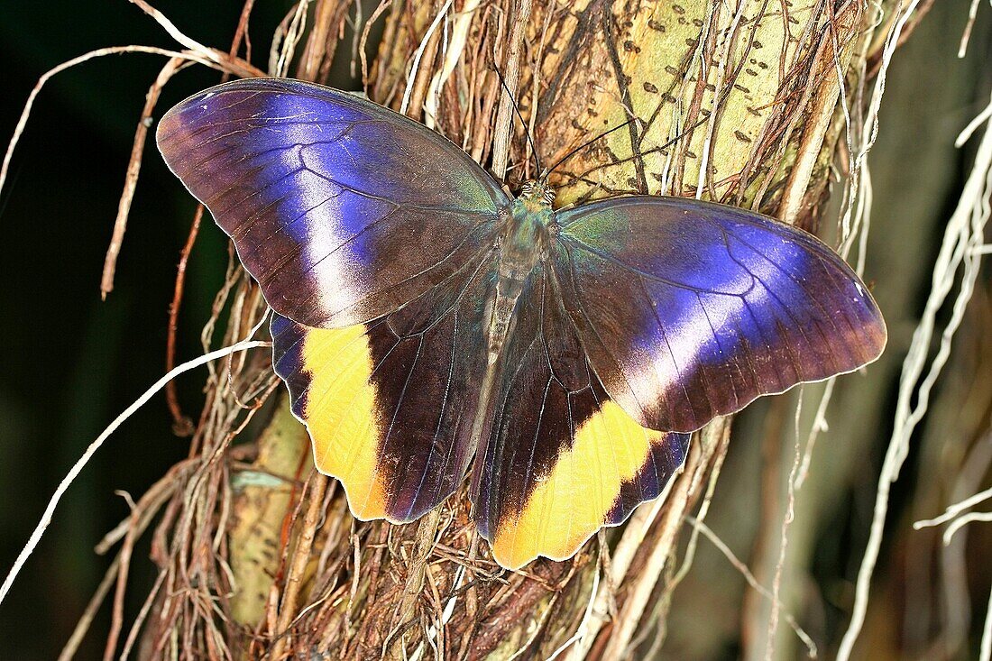 Butterfly Caligo atreus