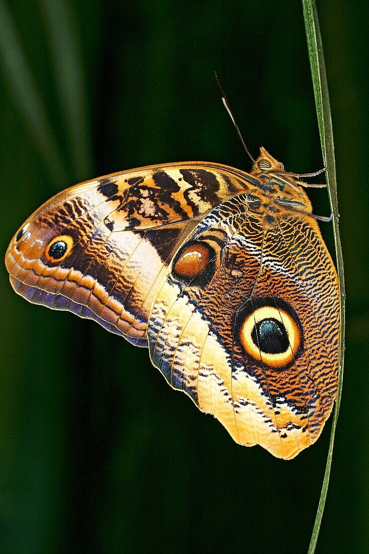 Owl butterfly Caligo atreus