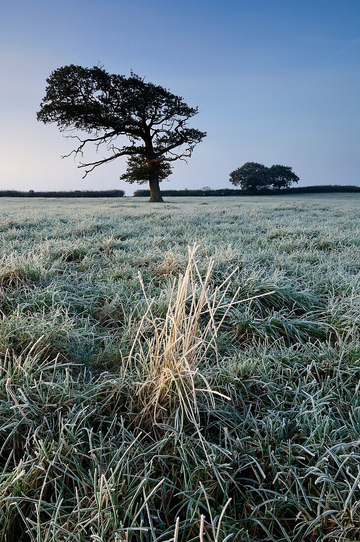 An oak tree stands in a frosty field at dawn in Somerset, England, United Kingdom