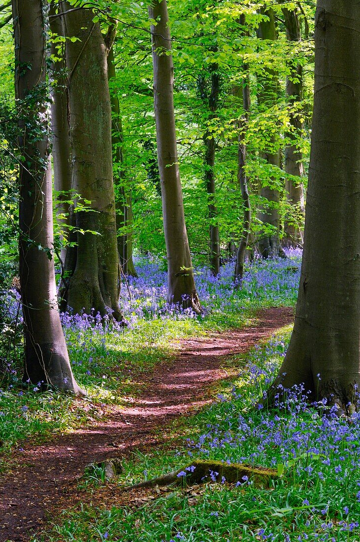 Bluebells in Standish Wood in the Cotswolds near Stroud, Gloucestershire, England, United Kingdom